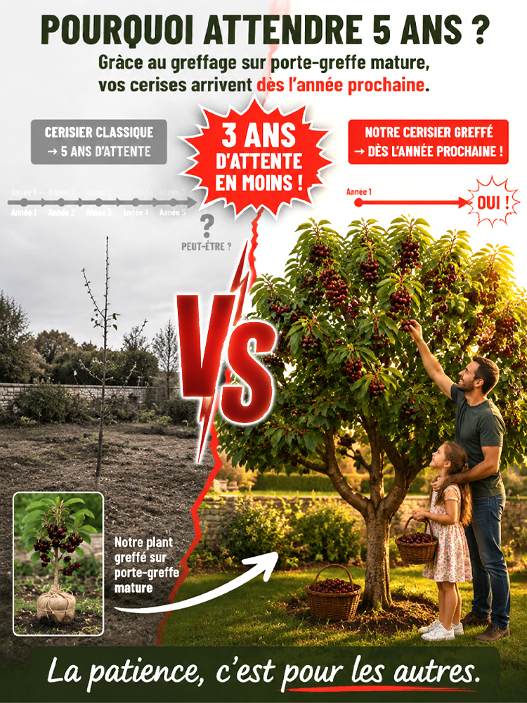 Récoltez vos propres cerises ultra-sucrées dès la première année de plantation 