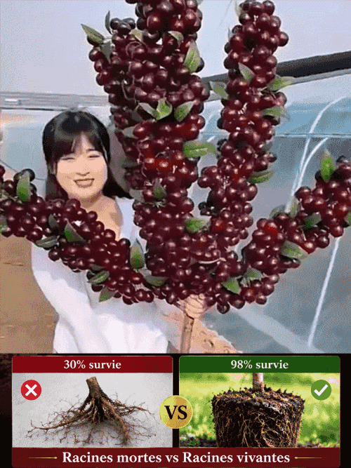 Récoltez vos propres cerises ultra-sucrées dès la première année de plantation 