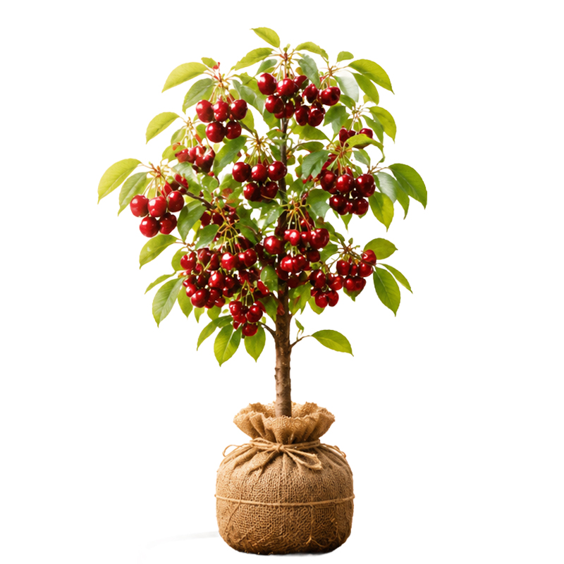 Récoltez vos propres cerises ultra-sucrées dès la première année de plantation 