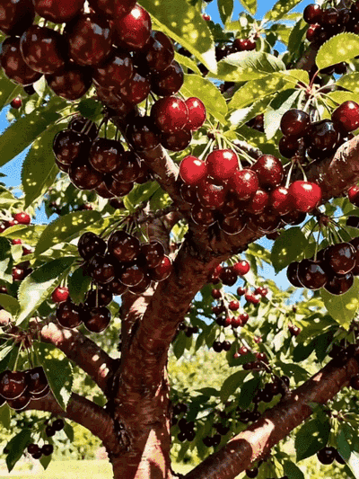 Récoltez vos propres cerises ultra-sucrées dès la première année de plantation 