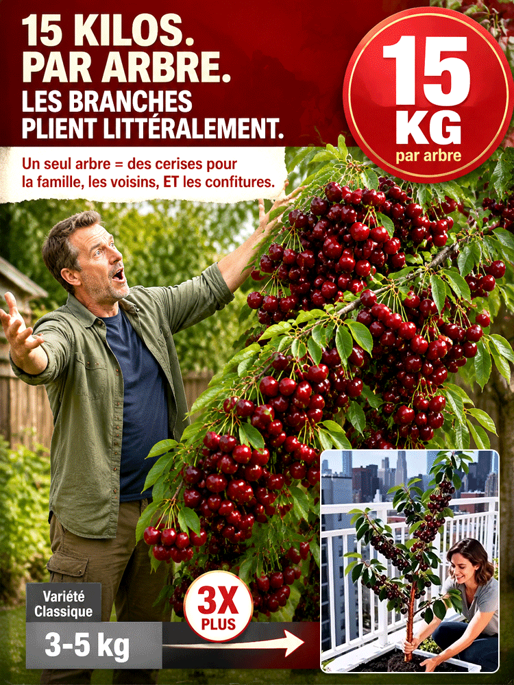 Récoltez vos propres cerises ultra-sucrées dès la première année de plantation 