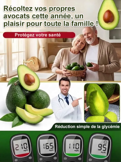  Plant d'avocatier du Mexique (fruit la première année)