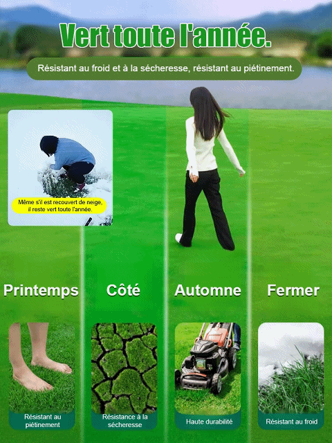 Gazon Royal 4S® | Persistant • Sans tonte • Résistant à la sécheresse et au froid 