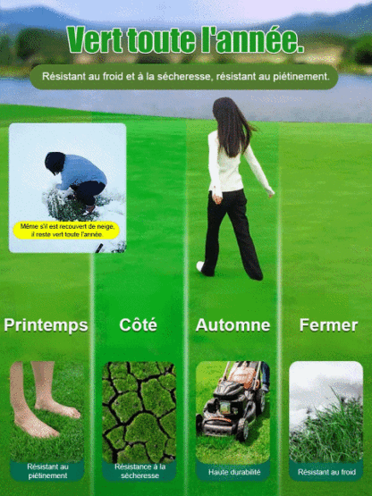 Gazon Royal 4S® | Persistant • Sans tonte • Résistant à la sécheresse et au froid 
