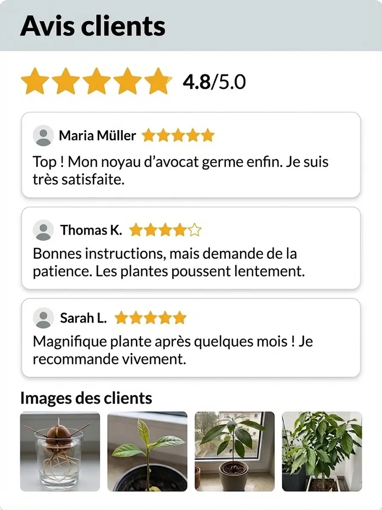  Plant d'avocatier du Mexique (fruit la première année)