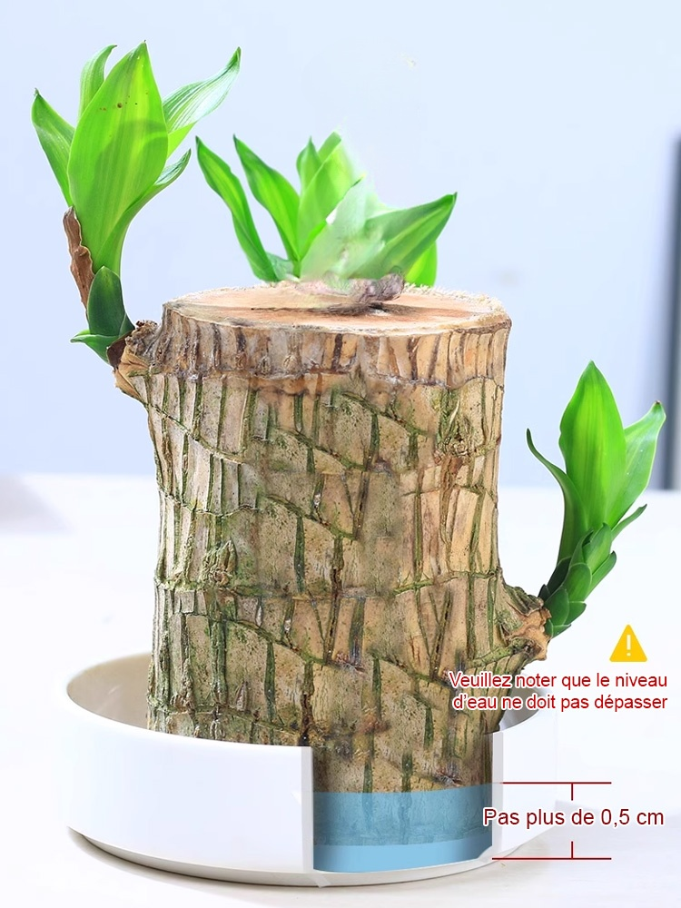 【Rencontre avec l'eau et revit】Le bois de la chance brésilien en hydroponie fleurit toute l'année.