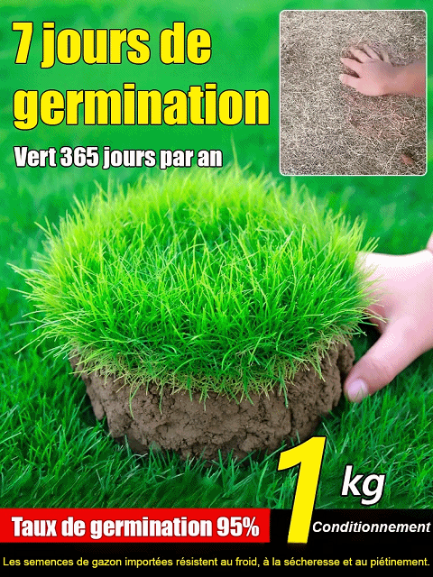 Gazon Royal 4S® | Persistant • Sans tonte • Résistant à la sécheresse et au froid 