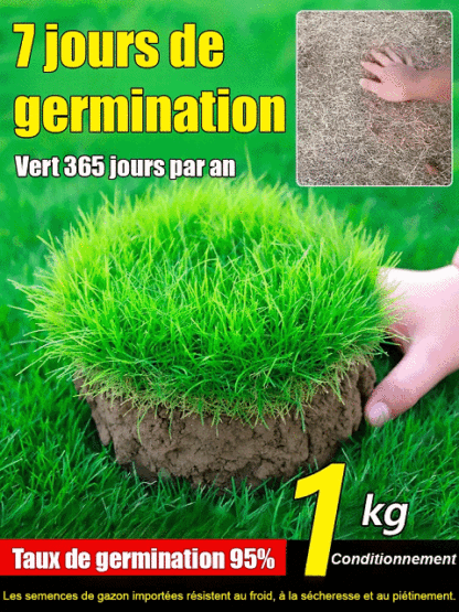 Gazon Royal 4S® | Persistant • Sans tonte • Résistant à la sécheresse et au froid 