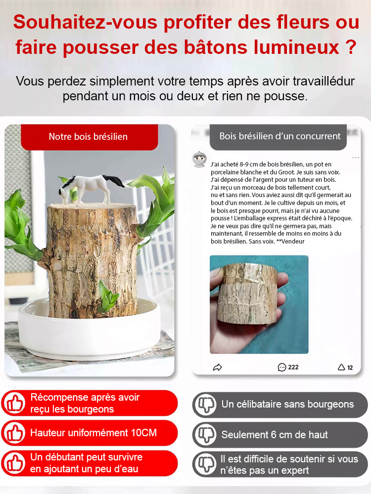 【Rencontre avec l'eau et revit】Le bois de la chance brésilien en hydroponie fleurit toute l'année.