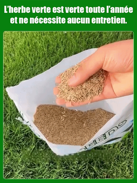 Gazon Royal 4S® | Persistant • Sans tonte • Résistant à la sécheresse et au froid 