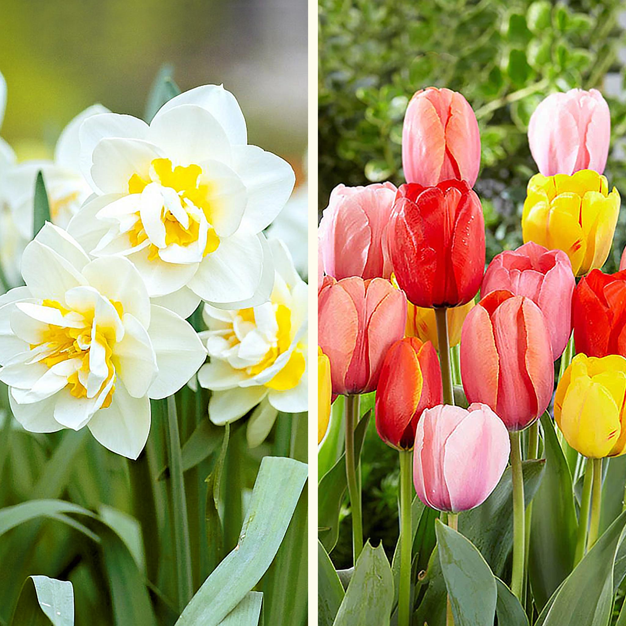 Tulip & Daffodil Spring Cottage Collection - 2 Flower Bulb Varieties