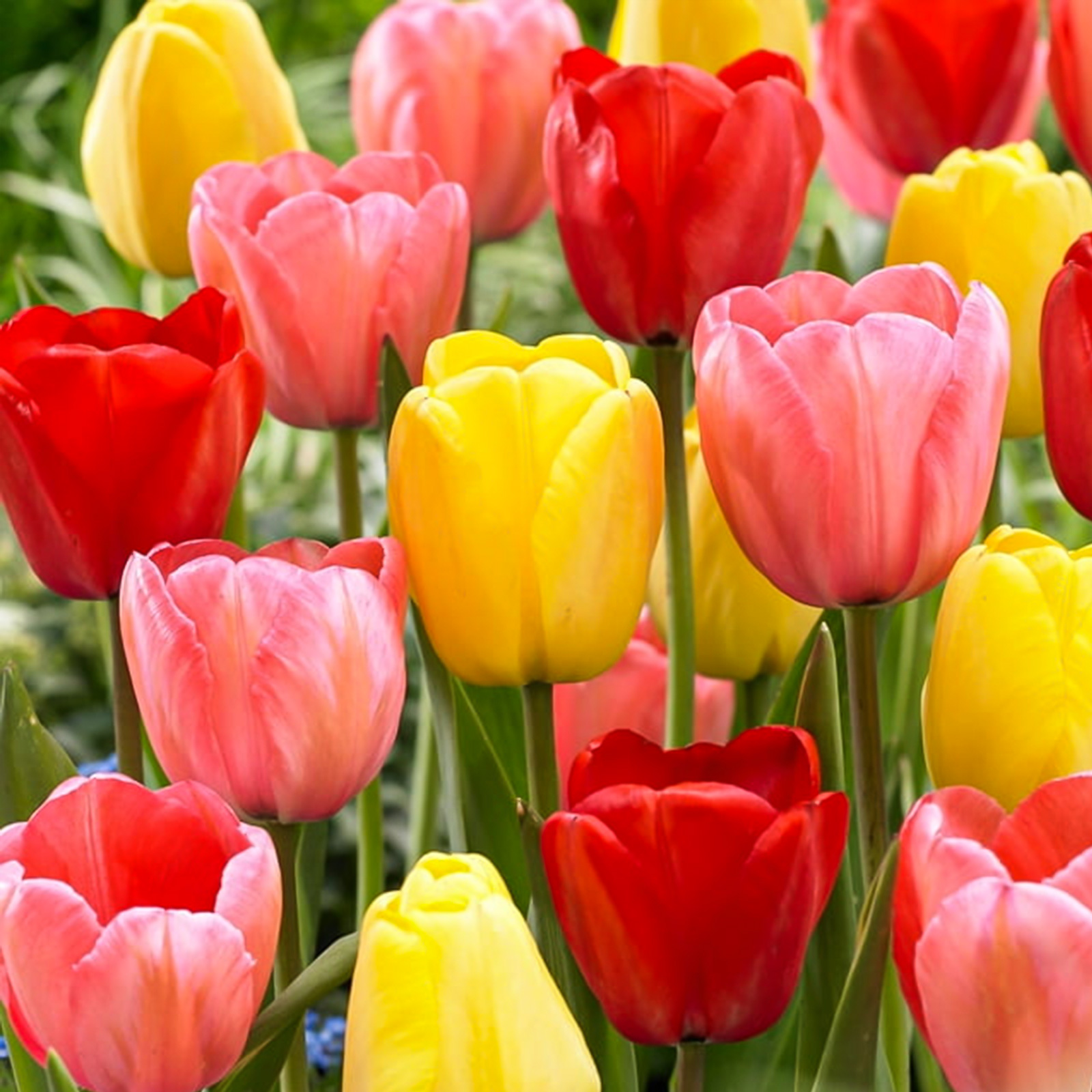 Tulip Bulbs - Mother's Day Mix