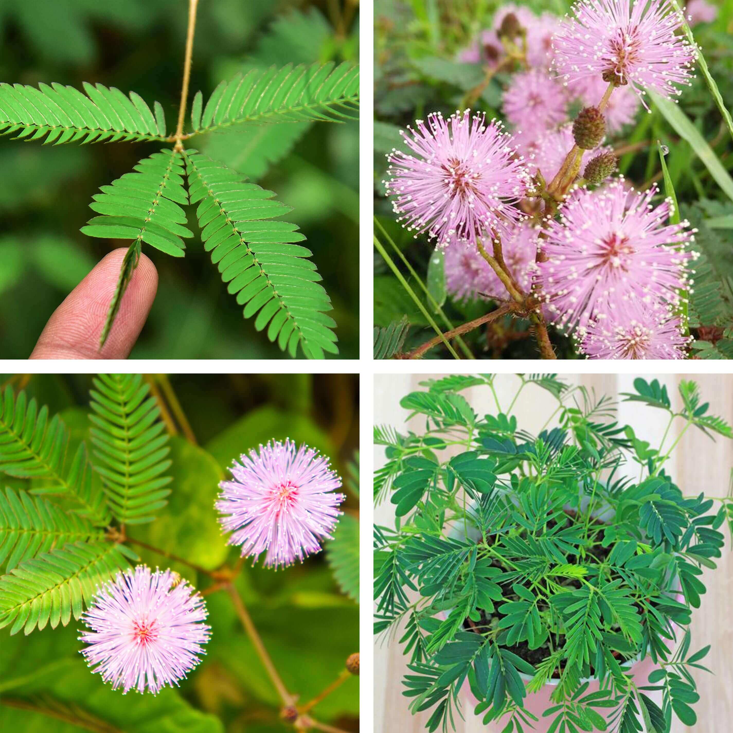 Ancestral Apothecary Touch Me Not Plant Grow Kit - 4 Pack Seeds