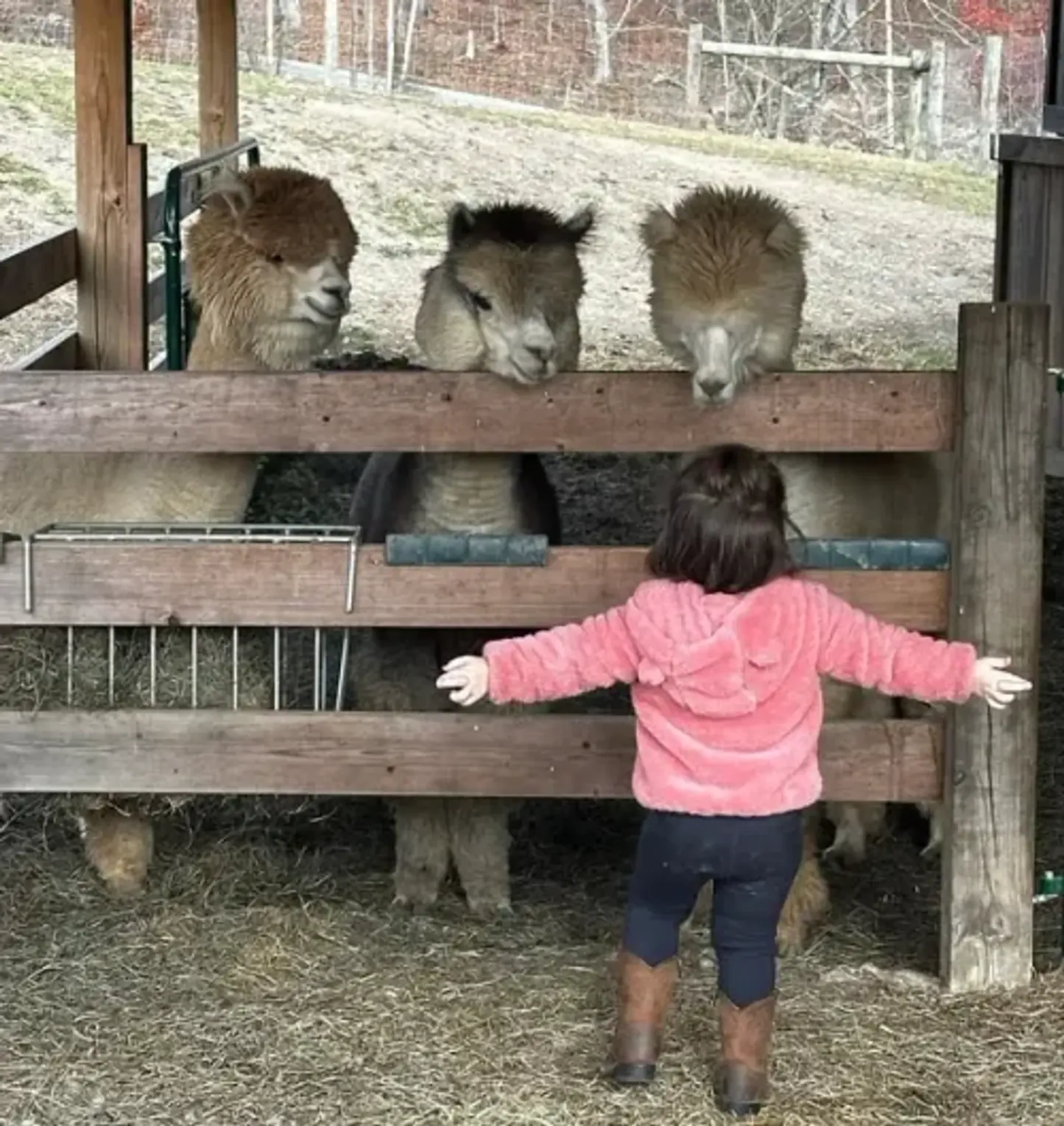 🔥LAST DAY 50% OFF - 🕊️🏡Handmade Natural Alpaca Fiber Bird Nesting Heart❤️Bird lovers gift