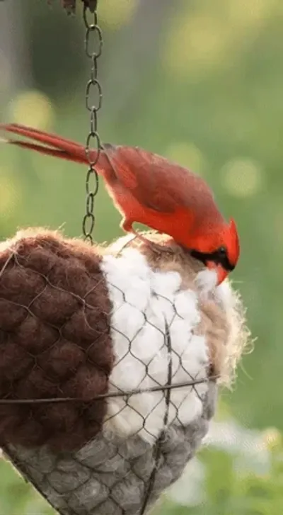 🔥LAST DAY 50% OFF - 🕊️🏡Handmade Natural Alpaca Fiber Bird Nesting Heart❤️Bird lovers gift