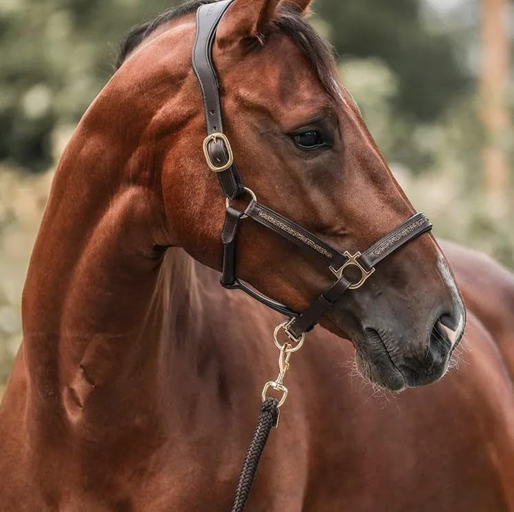 Countdown to Christmas: 🐴2025 Advent Calendar for Horse Lovers! ✨