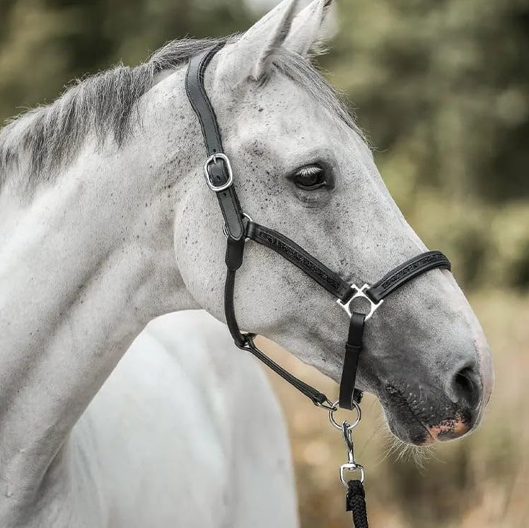 Countdown to Christmas: 🐴2025 Advent Calendar for Horse Lovers! ✨