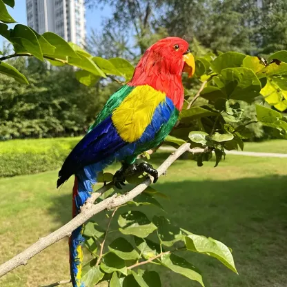 🦜Extra große, realistische Papageienfigur