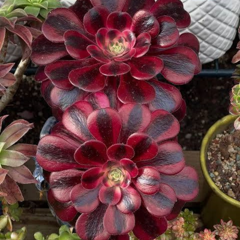 Aeonium ‘Medusa’ – Dramatic Rosettes with Unique Variegated Foliage