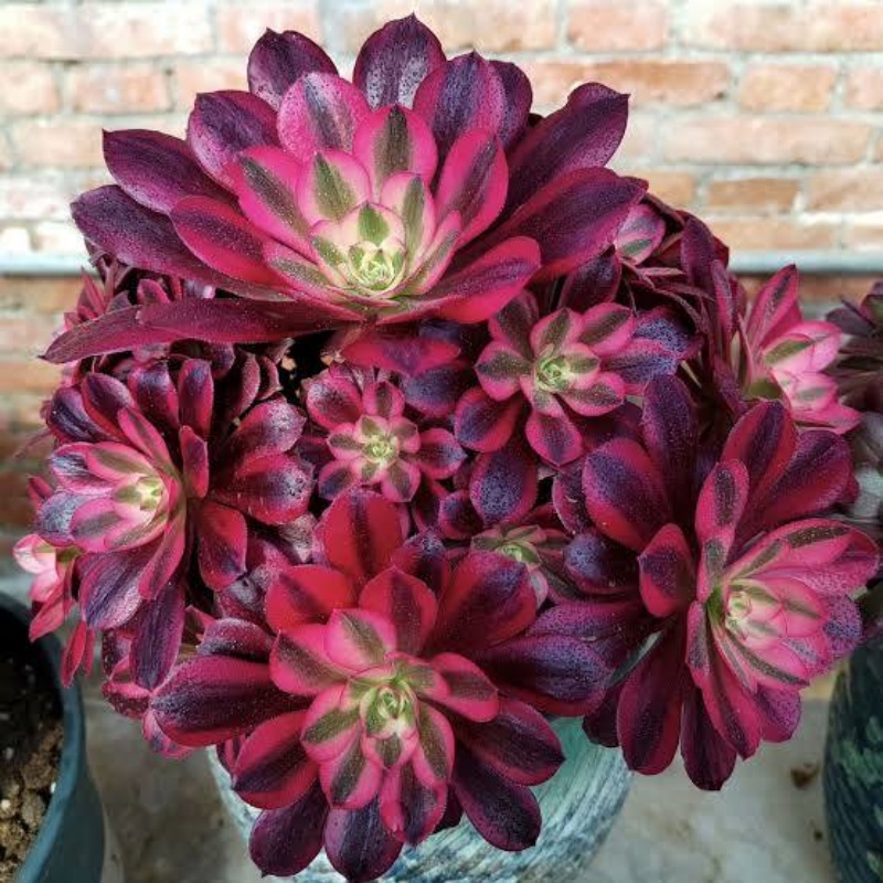 Aeonium ‘Medusa’ – Dramatic Rosettes with Unique Variegated Foliage