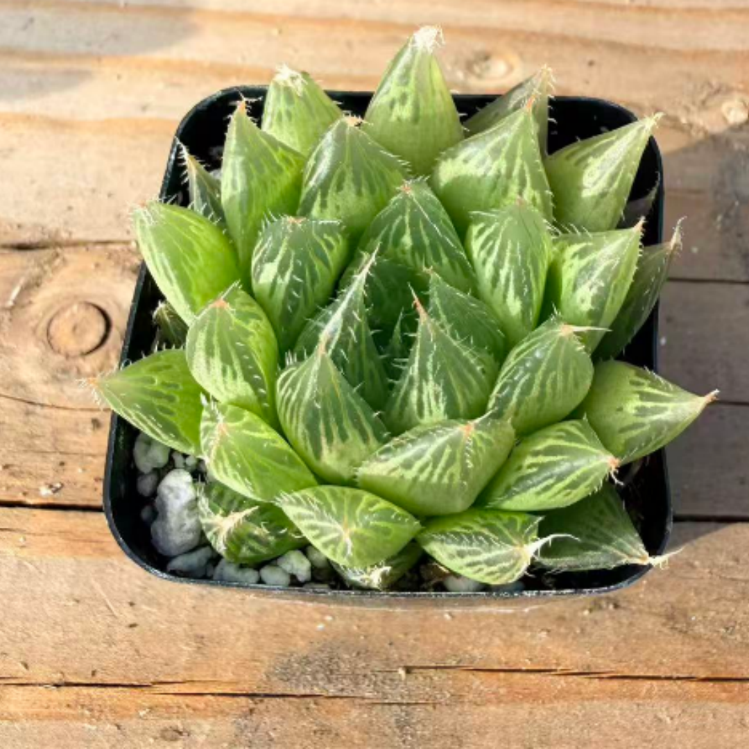 Hawk Crystal Succulent – Beautiful Crystal-Like Haworthia for Indoor Gardens