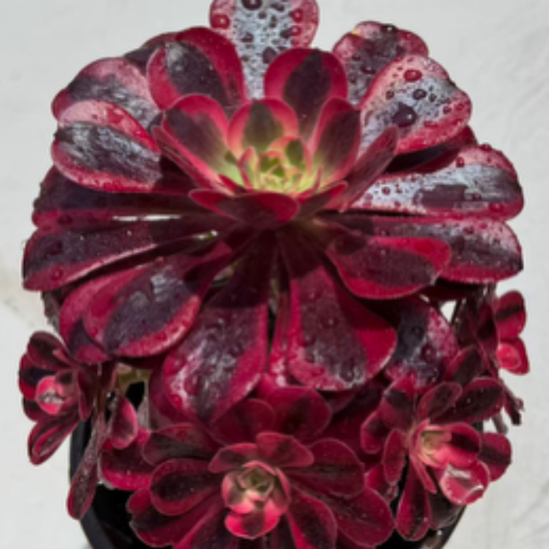 Aeonium ‘Medusa’ – Dramatic Rosettes with Unique Variegated Foliage