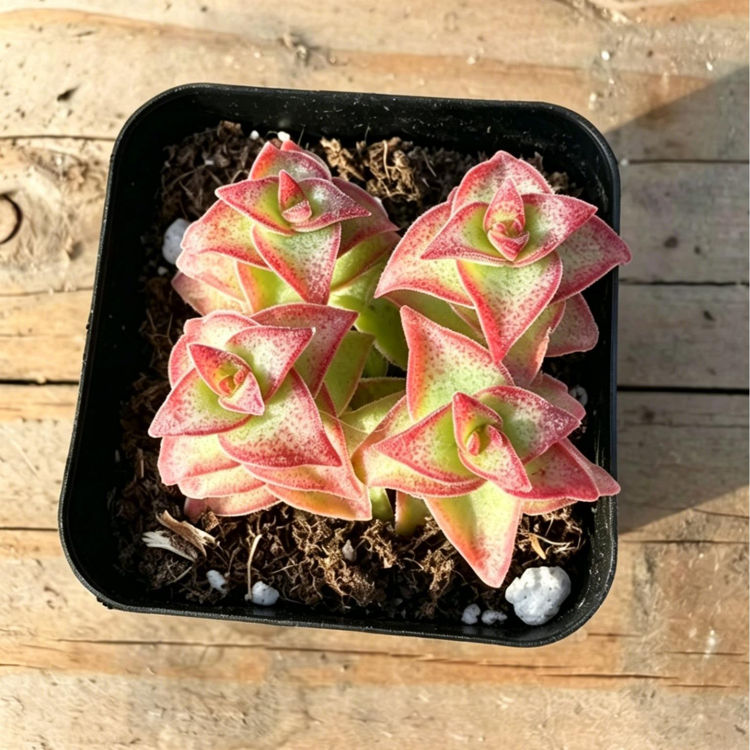 Variegated String of Buttons – Unique Stacked-Leaf Succulent for Indoor Gardens