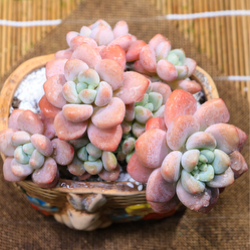 Graptosedum ‘Miul’ – A Delicate Rosette Succulent with Soft Color