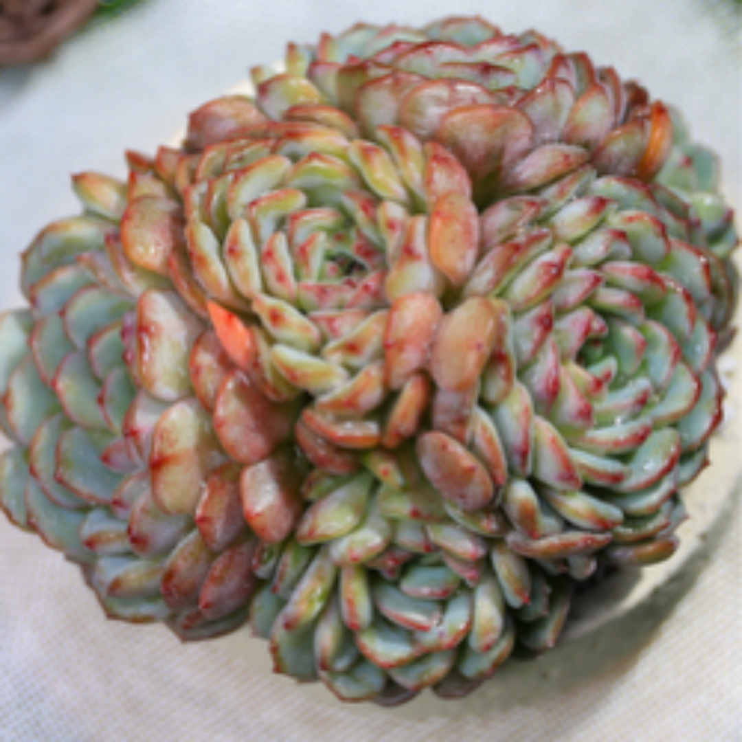 Echeveria ‘Hani X Group’ – Distinctive Hybrid Rosette Succulent