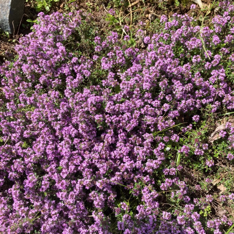 Thyme Herb Seeds For Planting 