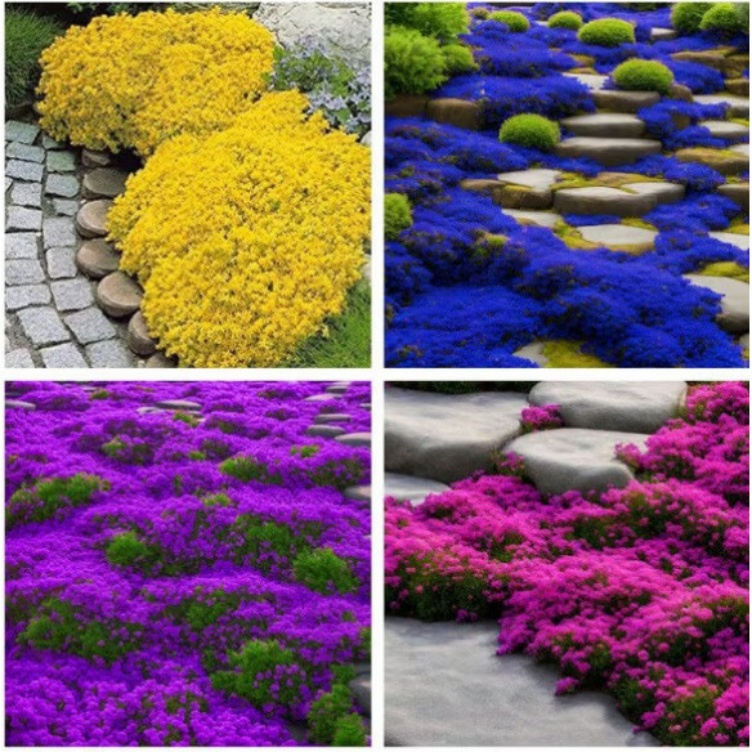 Thyme Herb Seeds For Planting