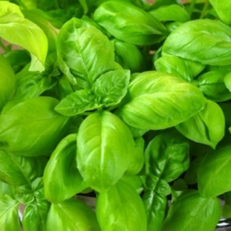 Sweet Basil Herb Seeds For Planting