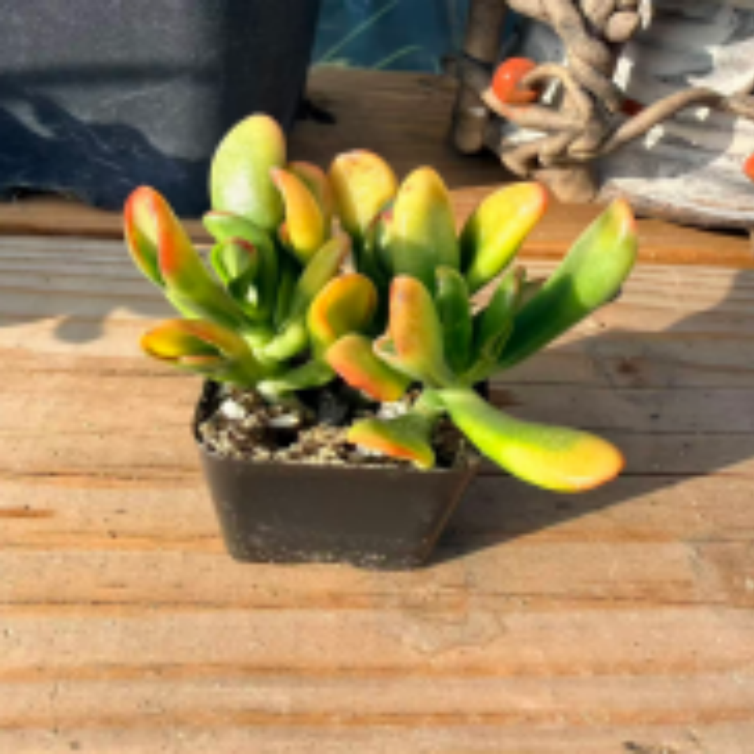 Cupid Echeveria – Charming Rosette Succulent for Indoor Gardens