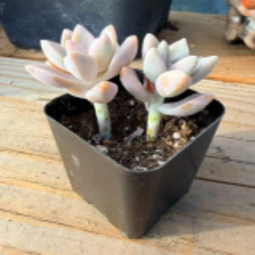 Pink Ghost Succulent – Delicate Pink Rosette Plant for Indoor Gardens