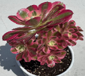 Aeonium ‘Pink Witch’ – A Striking Variegated Rosette Succulent