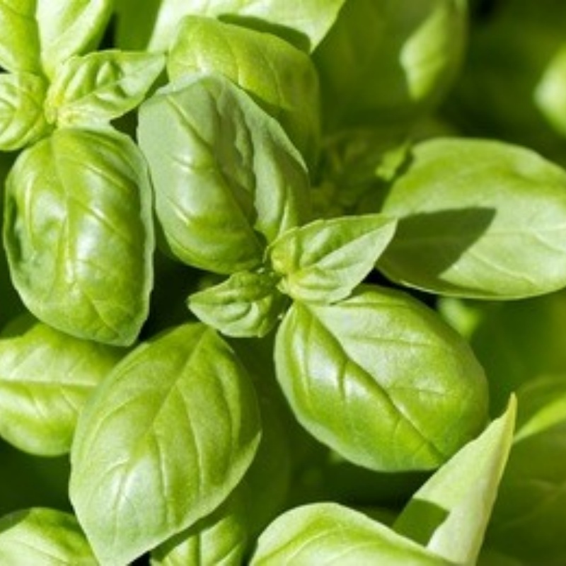 Sweet Basil Herb Seeds For Planting