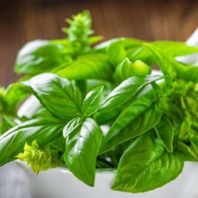 Sweet Basil Herb Seeds For Planting