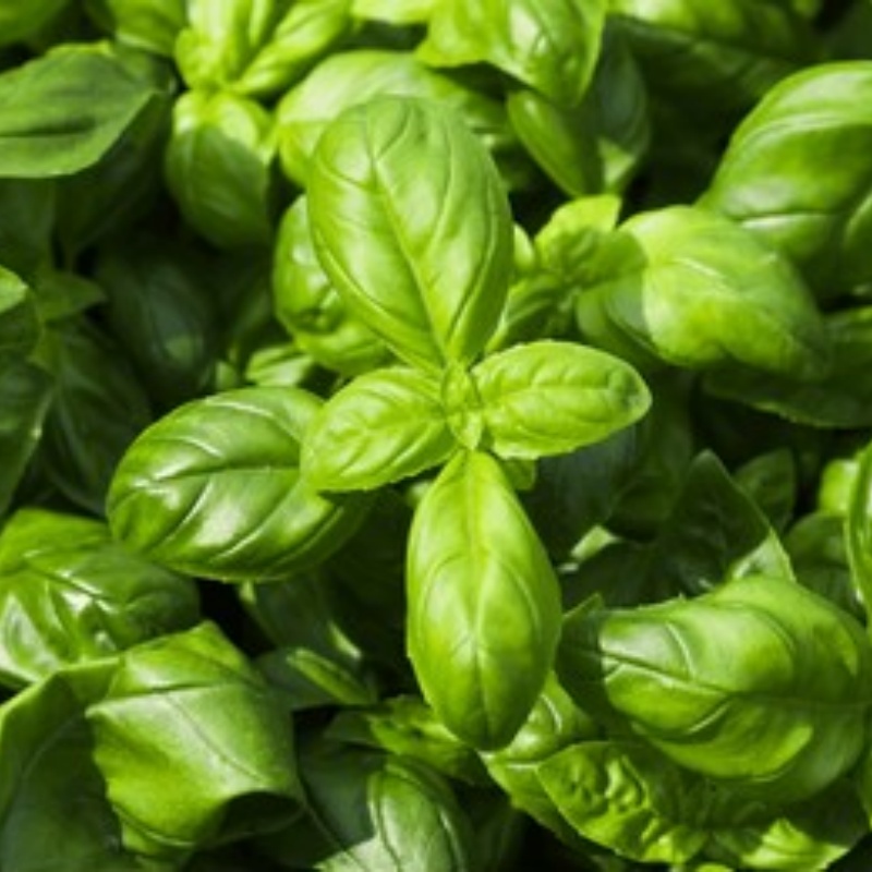 Sweet Basil Herb Seeds For Planting