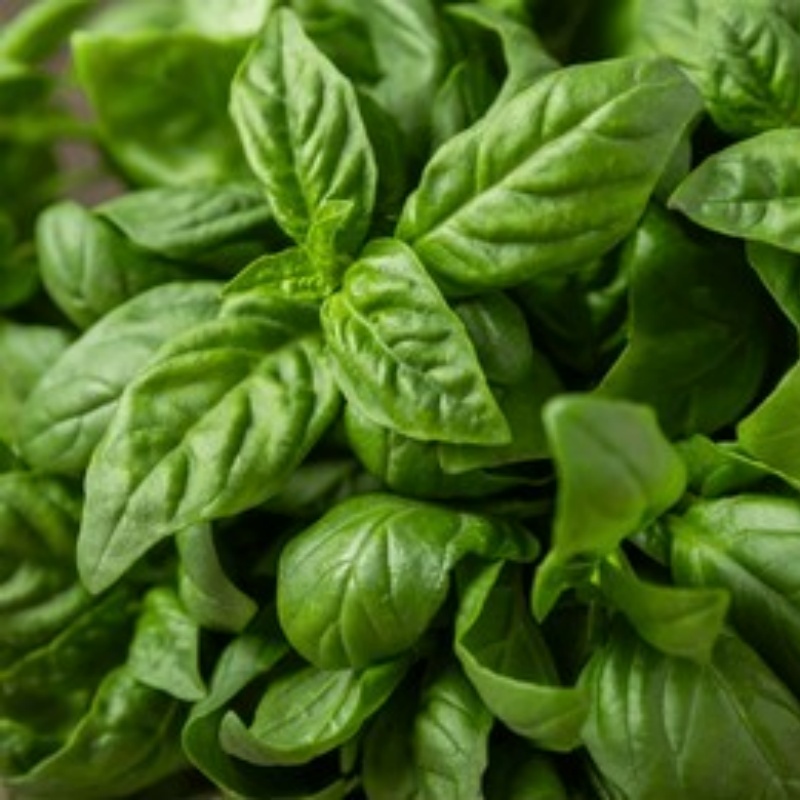 Sweet Basil Herb Seeds For Planting