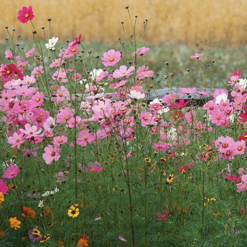 Sensation Mixed Cosmos Seeds For Planting