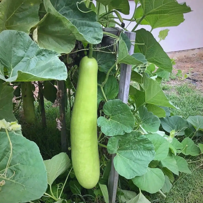 Cucuzzi Culinary Gourd Pkt (3g, approx. 20 seeds)