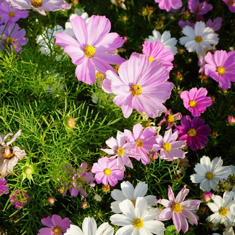 Sensation Mixed Cosmos Seeds For Planting