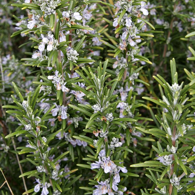 100 Seeds Per Packet Rosemary Herb Seeds For Planting (Rosemarinus officinalis)
