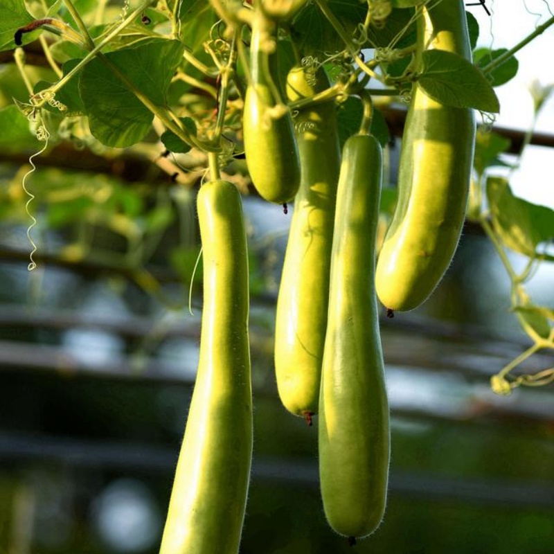 Cucuzzi Culinary Gourd Pkt (3g, approx. 20 seeds)