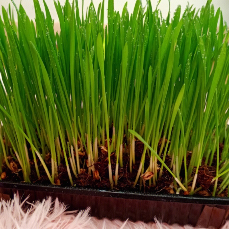 Cat Grass Seeds 12 Oz/1 Lb - Seed Blend