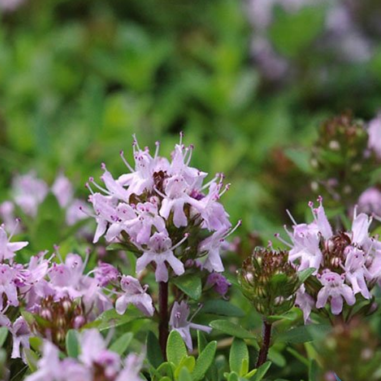 Thyme Herb Seeds For Planting 