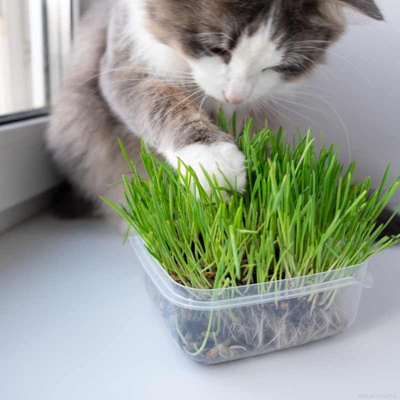 12 Oz/1 Lb Cat Grass Seeds - Wheatgrass
