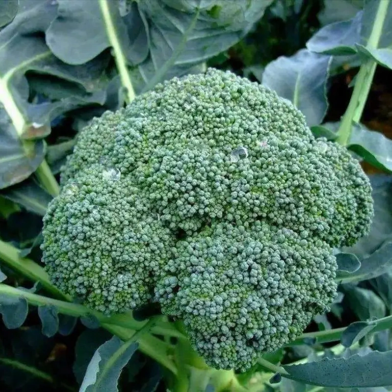 De Cicco Broccoli, 2 g