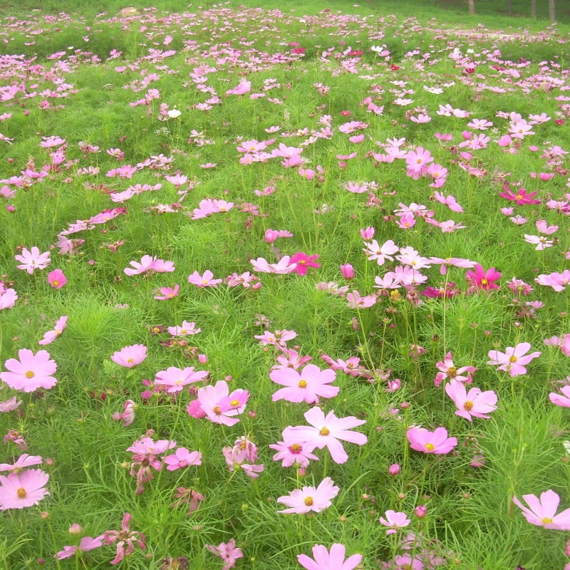 Sensation Mixed Cosmos Seeds For Planting