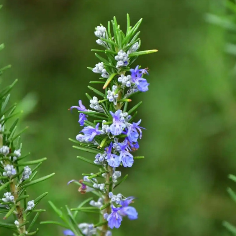 100 Seeds Per Packet Rosemary Herb Seeds For Planting (Rosemarinus officinalis)